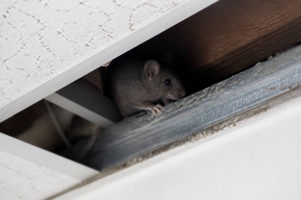 Comment repérer et éliminer une infestation de souris dans les faux plafonds à Paris : signes d’alerte et solutions de dératisation efficaces