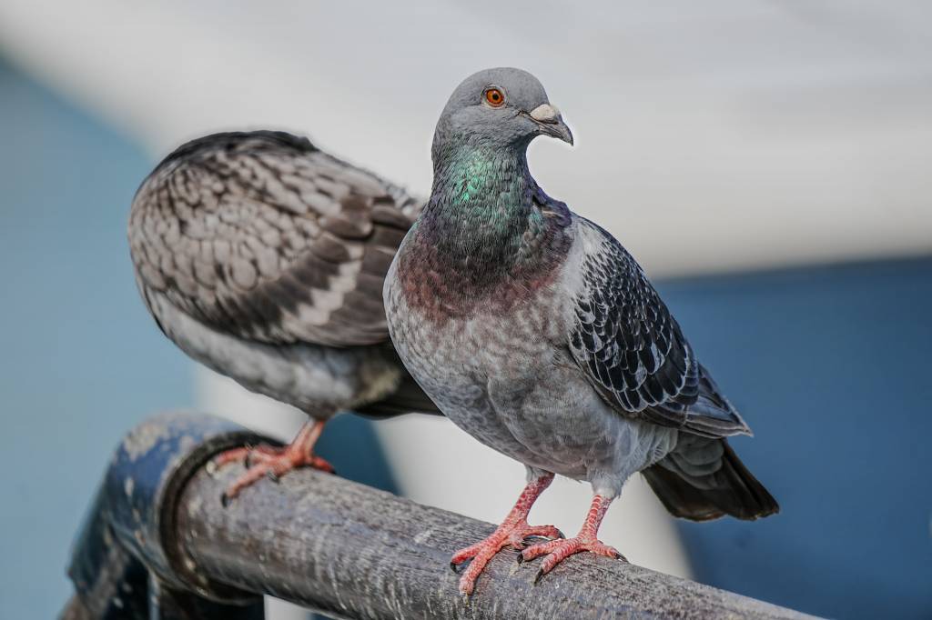 Entreprise anti pigeon dans le var : quelles méthodes sont les plus efficaces
