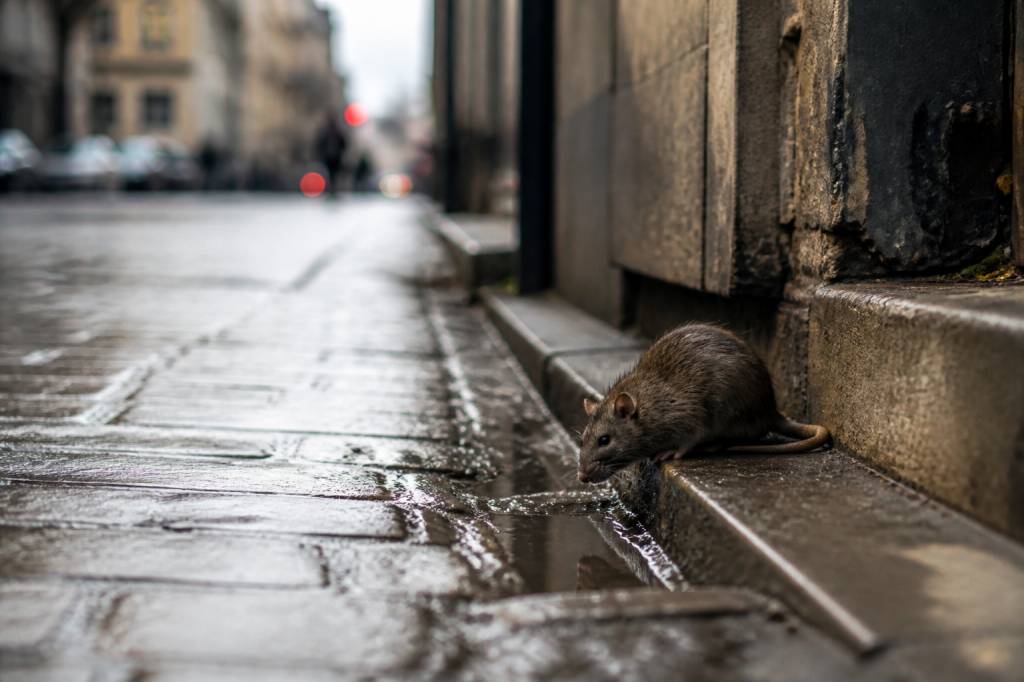 Combien de rats à Paris ?