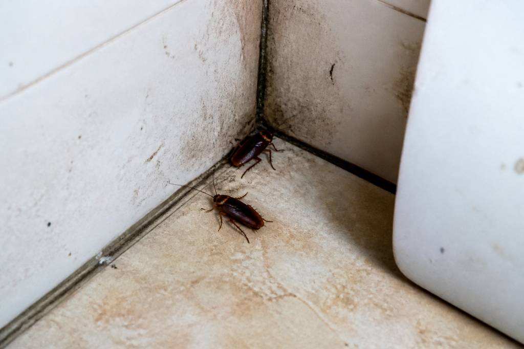 Ou se cache les cafards : les endroits préférés des cafards à Paris