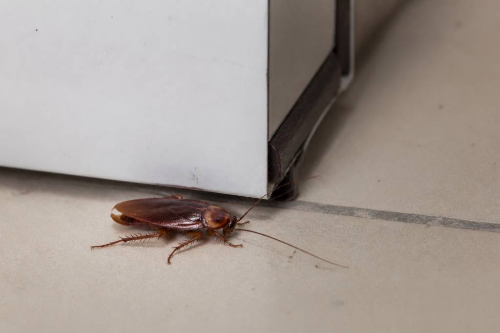 Blatte ou cafard : comment s’en débarrasser en région parisienne