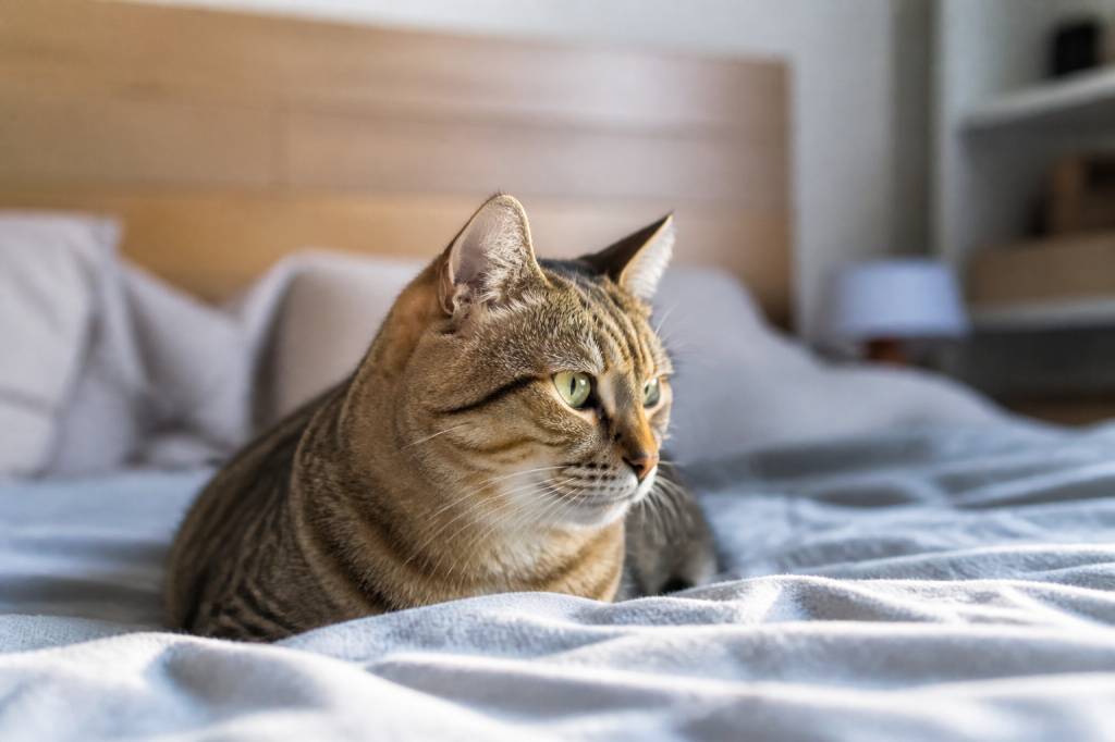Punaises de lit et chats : comment les protéger efficacement