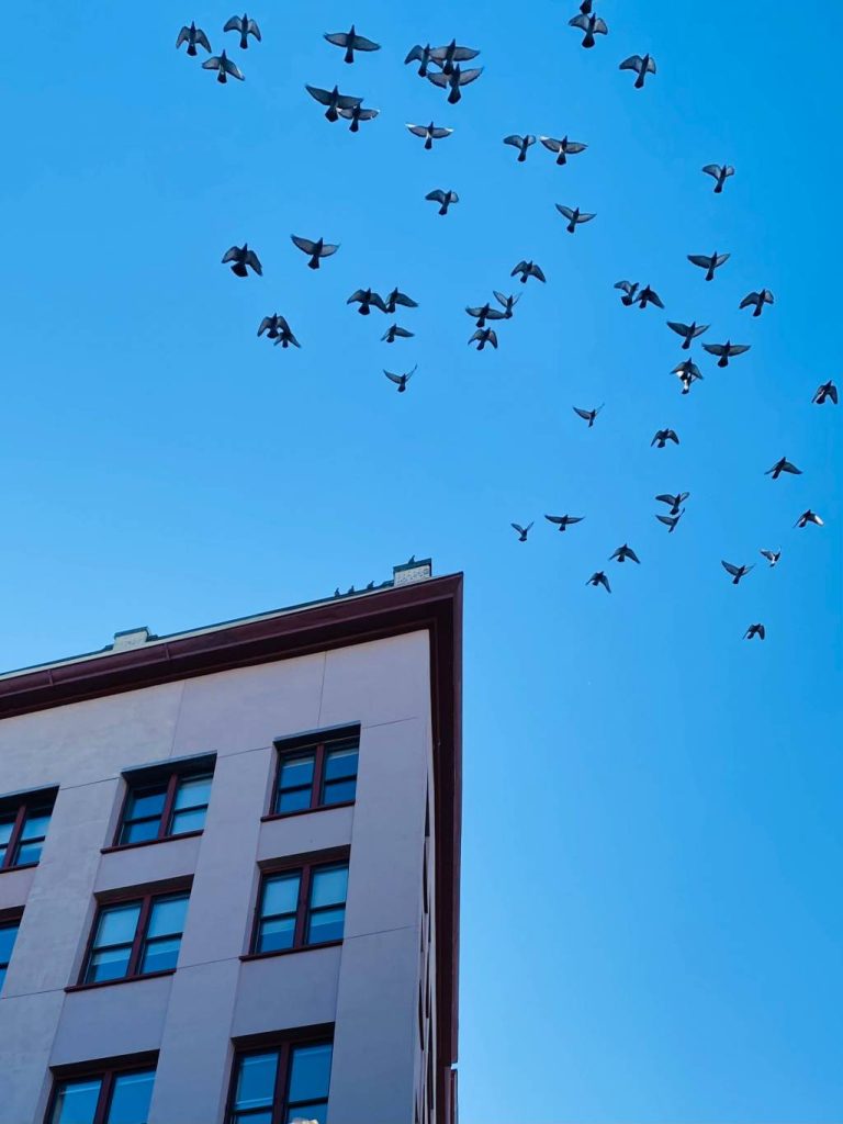 Comment éviter le retour des pigeons après un dépigeonnage à paris