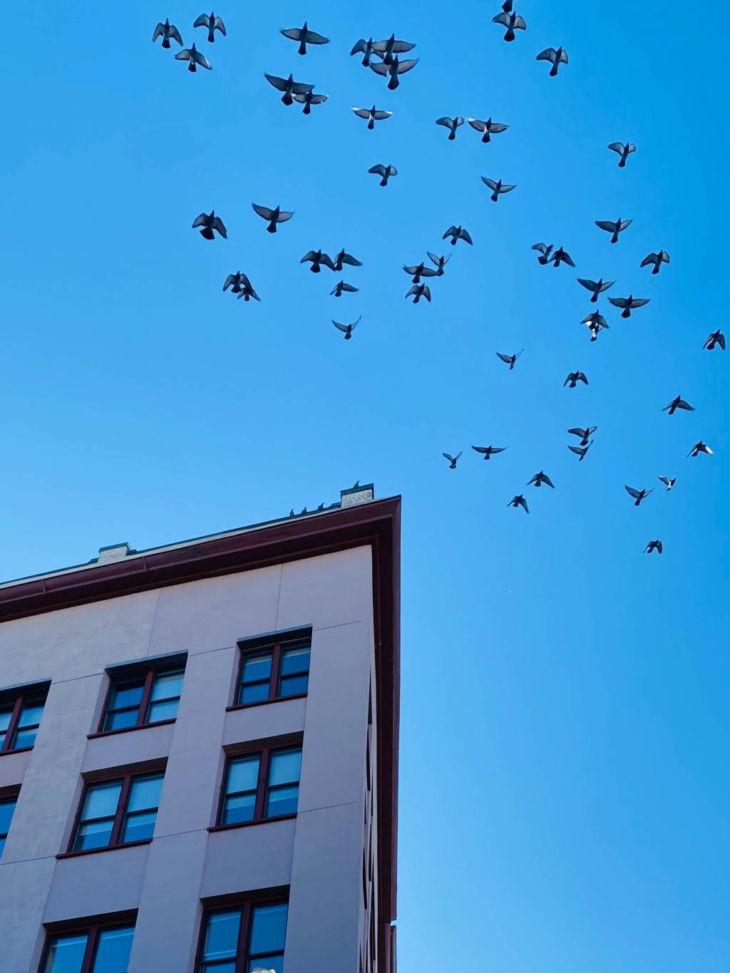 Comment éviter le retour des pigeons après un dépigeonnage à paris